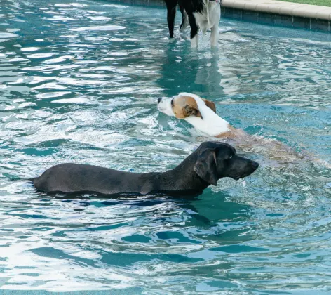 Dogs swimming the pool